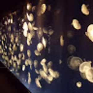 Meet your Posher, Machiko